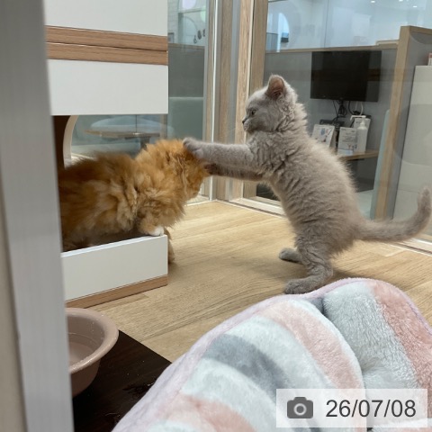 ミヌエットの写真