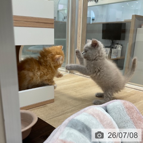 ミヌエットの写真
