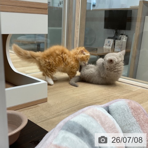 ミヌエットの写真