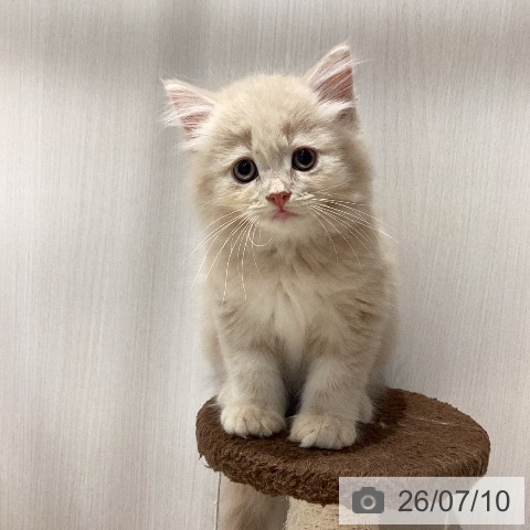 岐阜県のラガマフィン (ペットプラス 各務原店/2026年5月5日生まれ/男の子/クリームタビー)の子猫の4枚目の画像