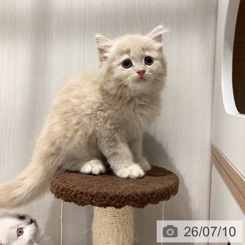 岐阜県のラガマフィン (ペットプラス 各務原店/2026年5月5日生まれ/男の子/クリームタビー)の子猫の3枚目の画像