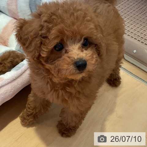 三重県のトイプードル(トイ) (ペットプラス 東員店/2026年5月7日生まれ/男の子/アプリコット)の子犬の4枚目の画像