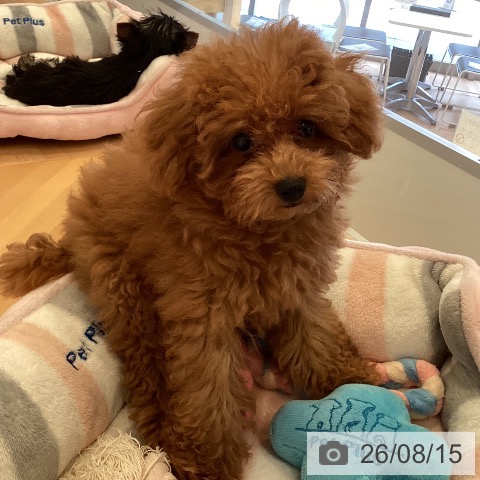 三重県のトイプードル(トイ) (ペットプラス 東員店/2026年5月7日生まれ/男の子/アプリコット)の子犬の4枚目の画像