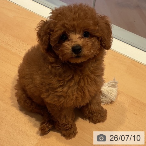 三重県のトイプードル(トイ) (ペットプラス 東員店/2026年5月7日生まれ/男の子/アプリコット)の子犬の3枚目の画像