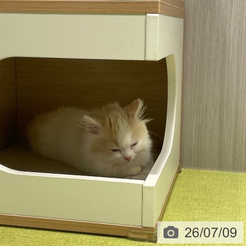 ミヌエットの写真