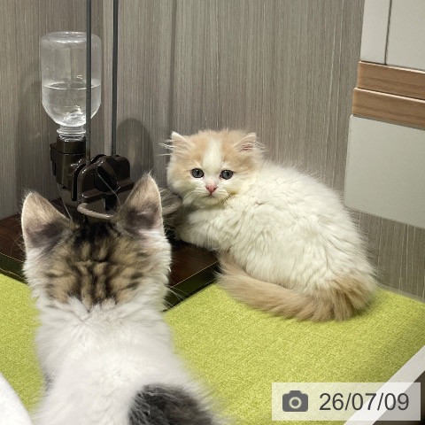 ミヌエットの写真