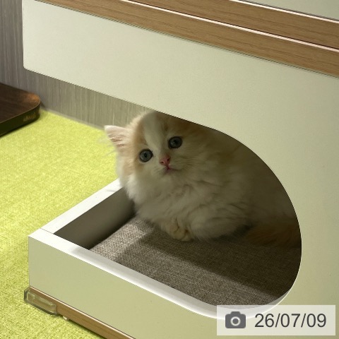 ミヌエットの写真