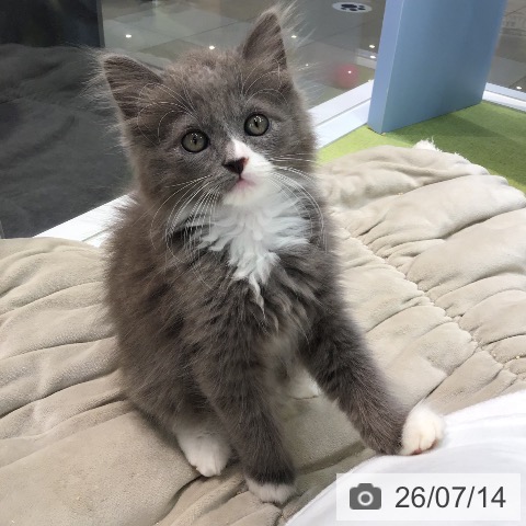 熊本県のサイベリアン (ペットプラス 熊本店/2026年5月1日生まれ/男の子/ブルーホワイト)の子猫の3枚目の画像