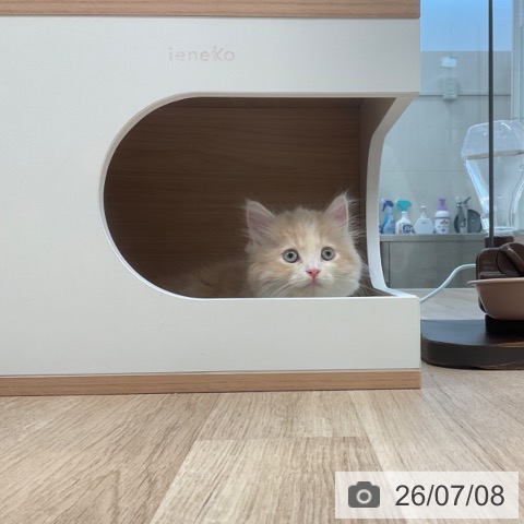 サイベリアンの写真