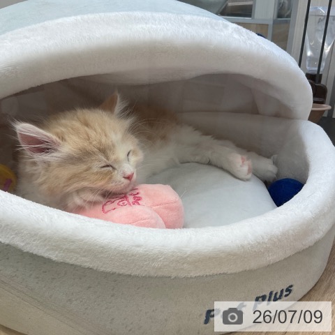 サイベリアンの写真