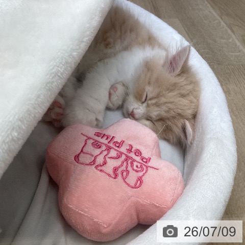 サイベリアンの写真