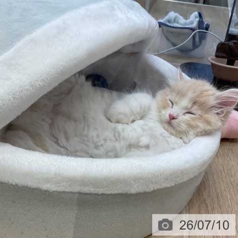 サイベリアンの写真
