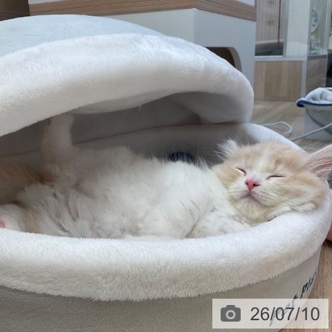 サイベリアンの写真