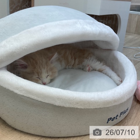 サイベリアンの写真