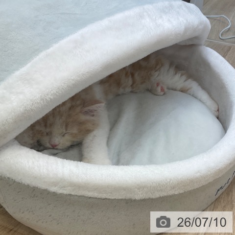 サイベリアンの写真