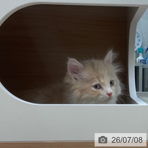 サイベリアンの写真