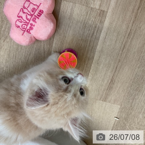 サイベリアンの写真