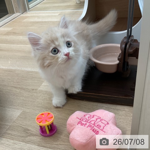 サイベリアンの写真