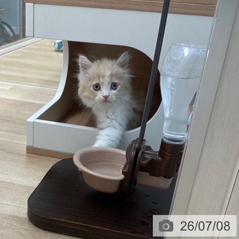 サイベリアンの写真