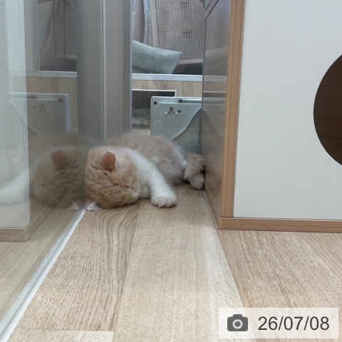 サイベリアンの写真