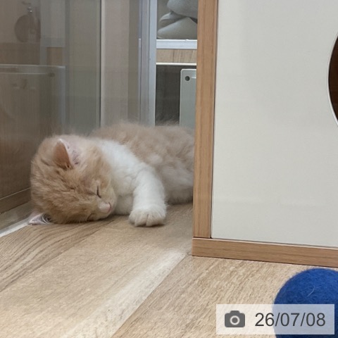 福岡県のサイベリアン (ペットプラス ららぽーと福岡店/2026年5月1日生まれ/男の子/クリームタビーホワイト)の子猫の3枚目の画像