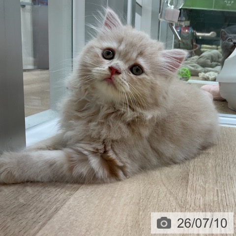 福岡県のラガマフィン (ペットプラス 香椎浜店/2026年5月4日生まれ/男の子/クリームタビー)の子猫の4枚目の画像
