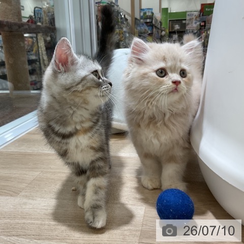 福岡県のラガマフィン (ペットプラス 香椎浜店/2026年5月4日生まれ/男の子/クリームタビー)の子猫の3枚目の画像