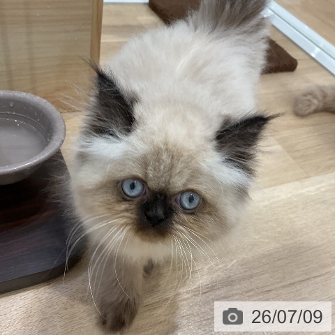 ヒマラヤンの写真