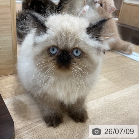 ヒマラヤンの写真