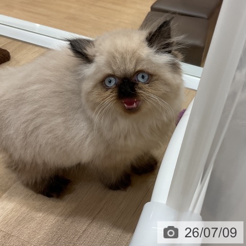 ヒマラヤンの写真