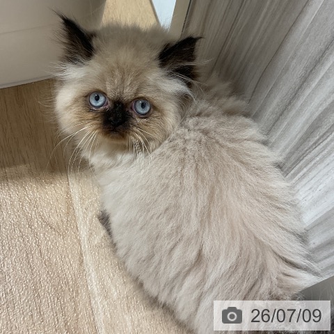 ヒマラヤンの写真