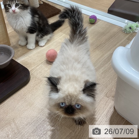 ヒマラヤンの写真