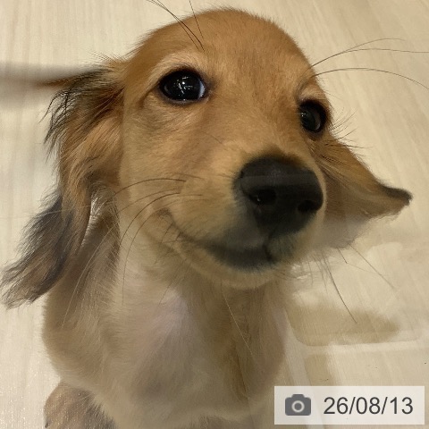 ミニチュア・ダックスフンドの写真