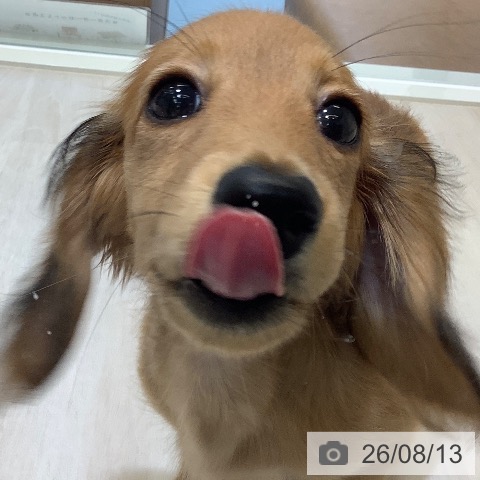 ミニチュア・ダックスフンドの写真