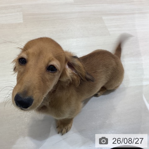 ミニチュア・ダックスフンドの写真