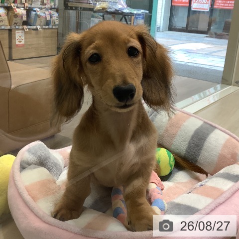 ミニチュア・ダックスフンドの写真