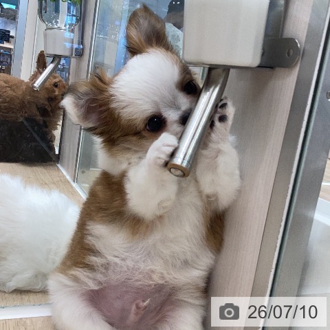 岐阜県のチワワ(ロング) (ペットプラス 各務原店/2026年5月4日生まれ/男の子/レッドホワイト)の子犬の4枚目の画像