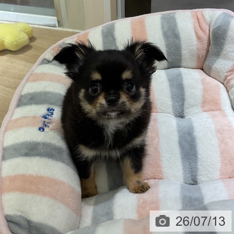 愛知県のチワワ(ロング) (ペットプラス 豊田店/2026年5月8日生まれ/男の子/ブラックタン)の子犬の4枚目の画像