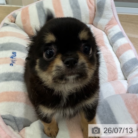 愛知県のチワワ(ロング) (ペットプラス 豊田店/2026年5月8日生まれ/男の子/ブラックタン)の子犬の3枚目の画像