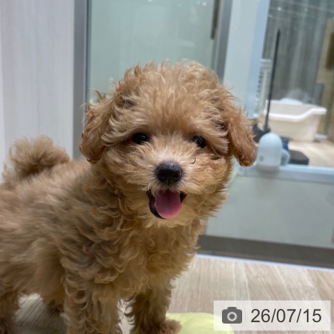 愛知県のトイプードル(トイ) (ペットプラス 則武新町店/2026年5月6日生まれ/女の子/アプリコット)の子犬の4枚目の画像