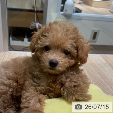 愛知県のトイプードル(トイ) (ペットプラス 則武新町店/2026年5月6日生まれ/女の子/アプリコット)の子犬の3枚目の画像