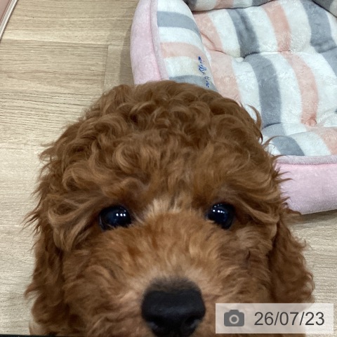 愛知県のトイプードル(トイ) (ペットプラス 東浦店/2026年5月8日生まれ/男の子/レッド)の子犬の4枚目の画像