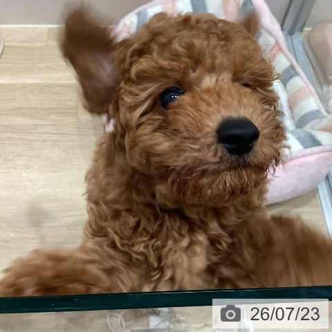 愛知県のトイプードル(トイ) (ペットプラス 東浦店/2026年5月8日生まれ/男の子/レッド)の子犬の3枚目の画像