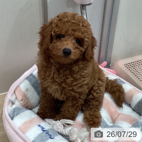 愛知県のトイプードル(トイ) (ペットプラス 東浦店/2026年5月8日生まれ/男の子/レッド)の子犬の3枚目の画像