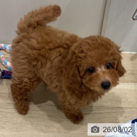 愛知県のトイプードル(トイ) (ペットプラス 東浦店/2026年5月8日生まれ/男の子/レッド)の子犬の3枚目の画像