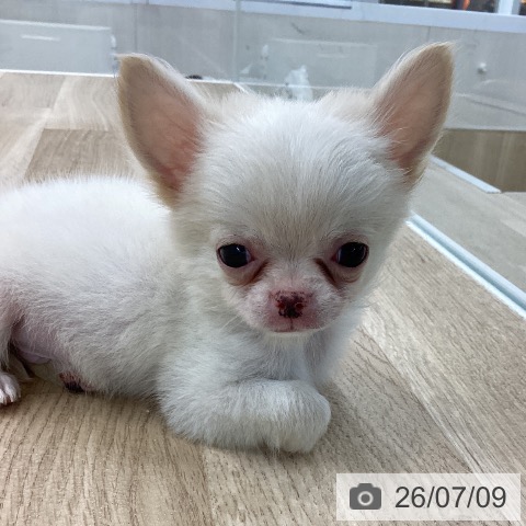 愛知県のチワワ(ロング) (ペットプラス 千音寺店/2026年5月6日生まれ/男の子/クリーム)の子犬の4枚目の画像