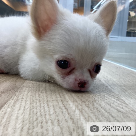 愛知県のチワワ(ロング) (ペットプラス 千音寺店/2026年5月6日生まれ/男の子/クリーム)の子犬の3枚目の画像