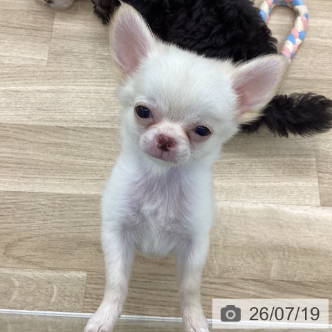 愛知県のチワワ(ロング) (ペットプラス 千音寺店/2026年5月6日生まれ/男の子/クリーム)の子犬の3枚目の画像