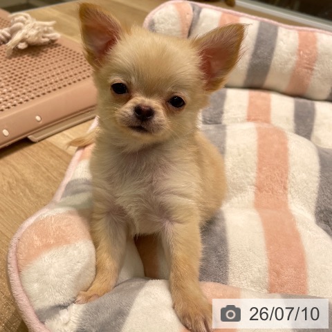 愛知県のチワワ(ロング) (ペットプラス 則武新町店/2026年5月6日生まれ/男の子/クリーム)の子犬の3枚目の画像