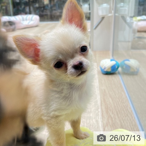 愛知県のチワワ(ロング) (ペットプラス 則武新町店/2026年5月6日生まれ/男の子/クリーム)の子犬の4枚目の画像